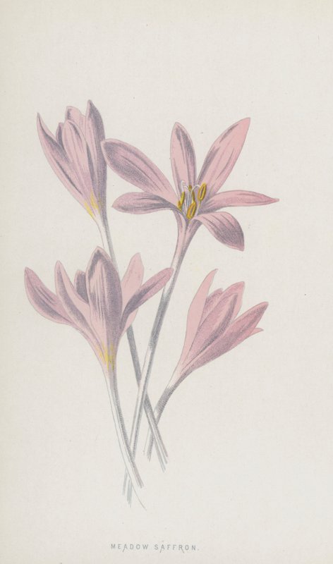 Açafrão Prado (cromolitho) de Frederick Edward Hulme