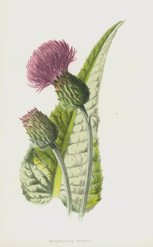 Cardo Melancólico (cromolito) de Frederick Edward Hulme