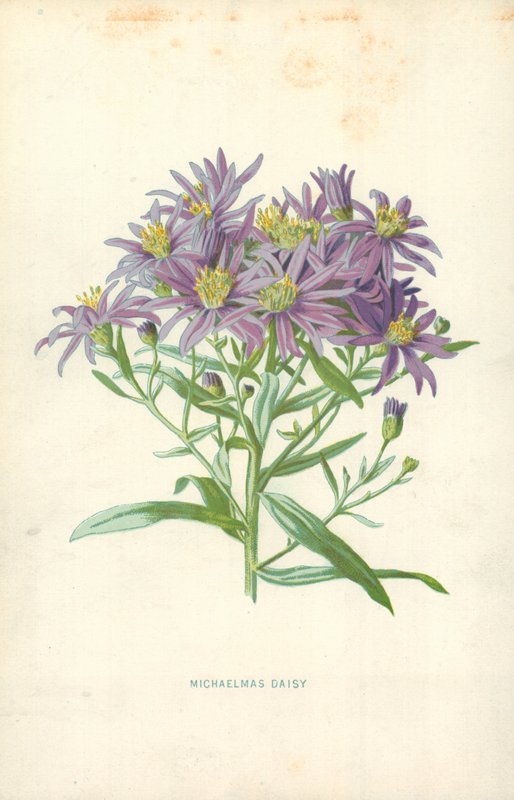 Michaelmas Daisy de Frederick Edward Hulme