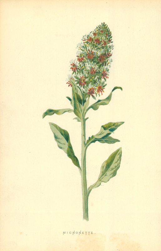 Micnonette de Frederick Edward Hulme