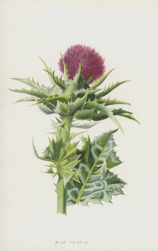 Cardo Mariano (Chromolitho) de Frederick Edward Hulme