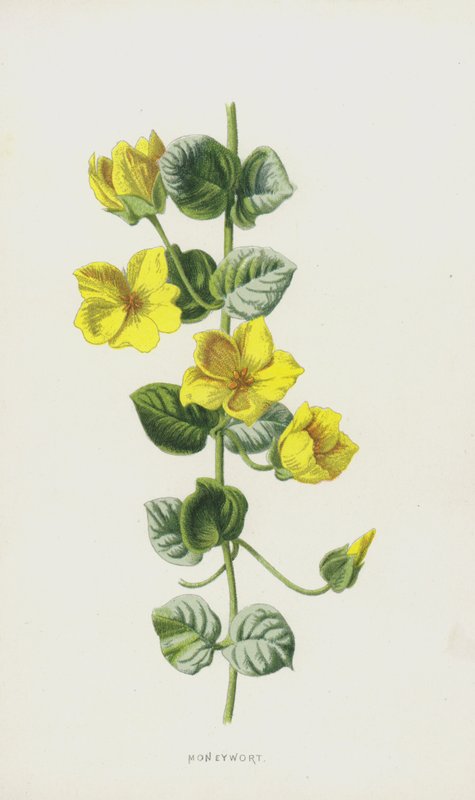 Moneywort (cromolito) de Frederick Edward Hulme