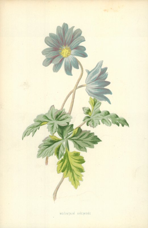 Anêmona da montanha de Frederick Edward Hulme
