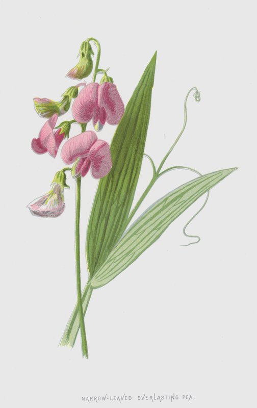 Ervilha eterna com estreitas folhas (chromolitho) de Frederick Edward Hulme