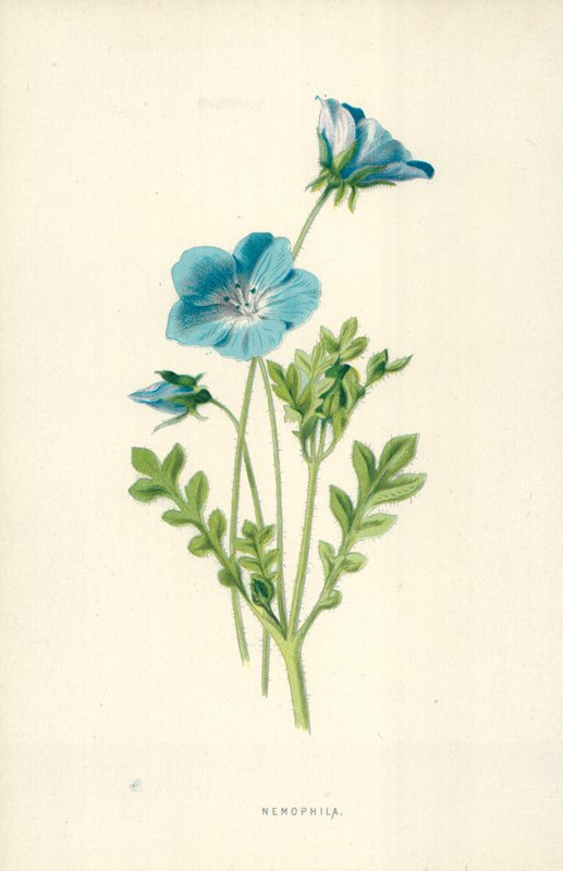 E buracos de Frederick Edward Hulme