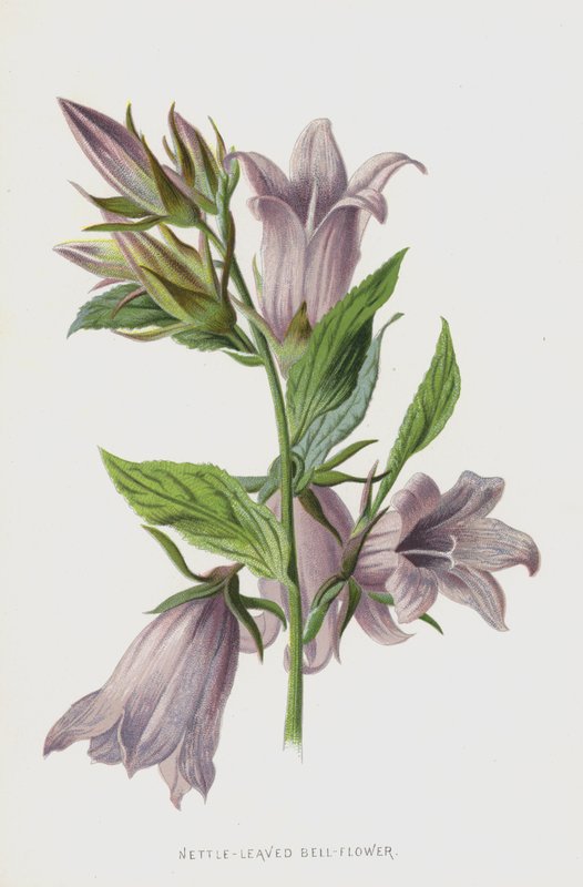 Bell-flor de folhas de urtiga (cromolitho) de Frederick Edward Hulme