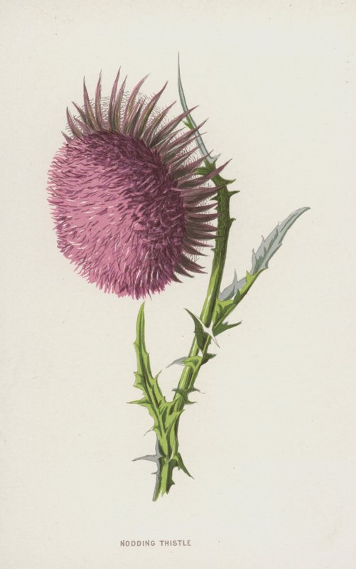 Assentindo Cardo (cromolitho) de Frederick Edward Hulme