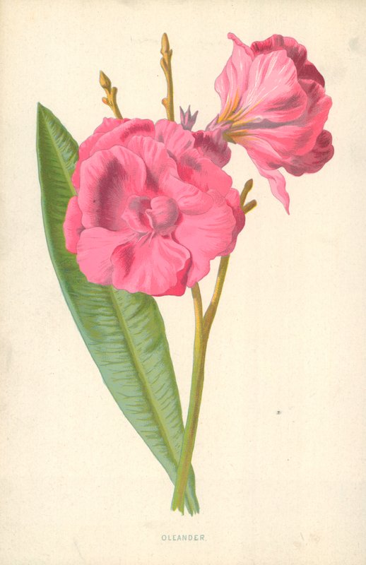 Oleandro de Frederick Edward Hulme