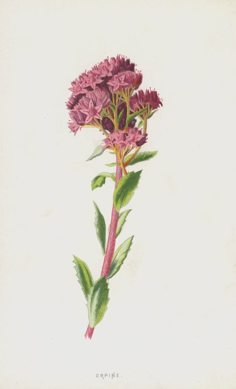Orpine (cromolitho) de Frederick Edward Hulme