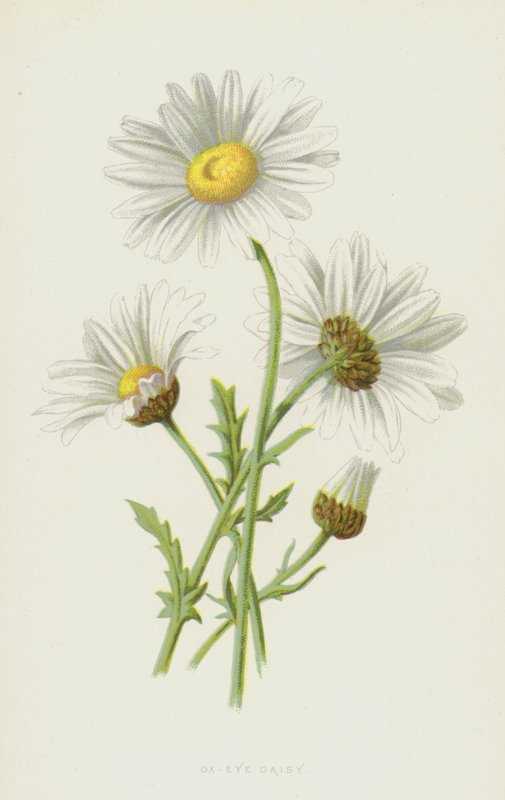 Margarida olho de boi (cromolitho) de Frederick Edward Hulme
