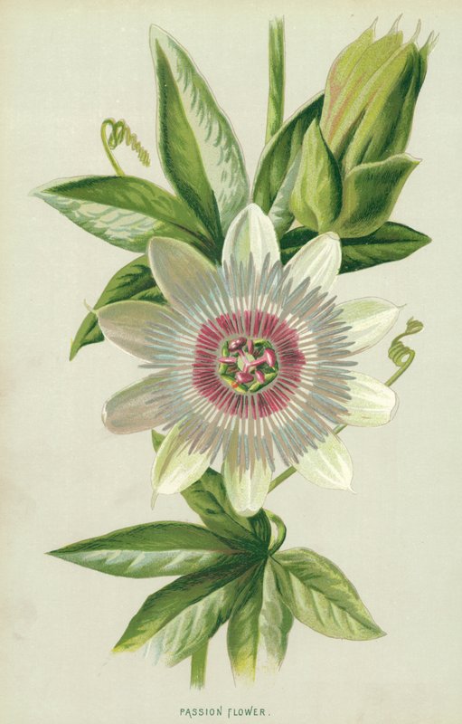 Flor da Paixão de Frederick Edward Hulme