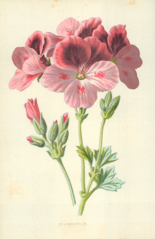 Pelargonium de Frederick Edward Hulme