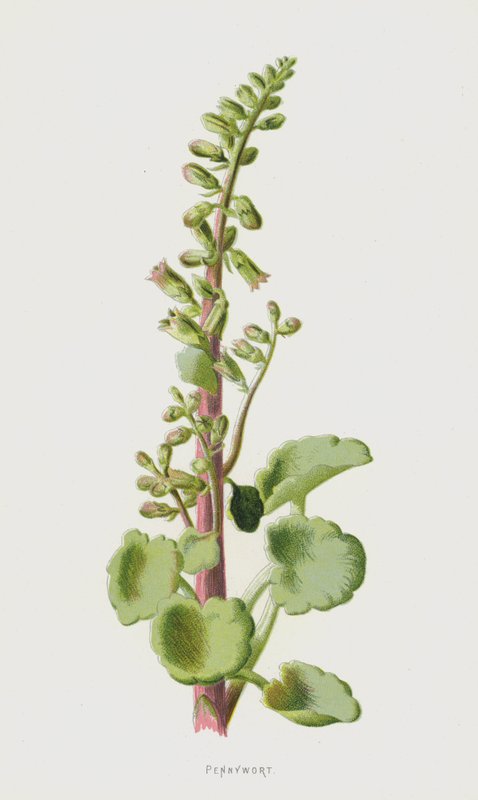 Pennywort (cromolitho) de Frederick Edward Hulme