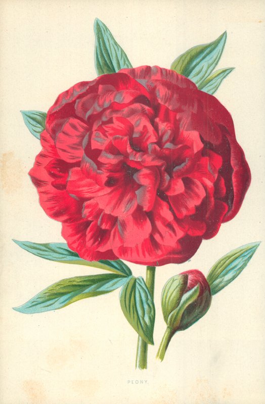 Peônia de Frederick Edward Hulme
