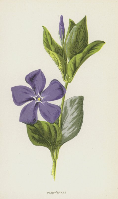 Pervinca (cromolito) de Frederick Edward Hulme