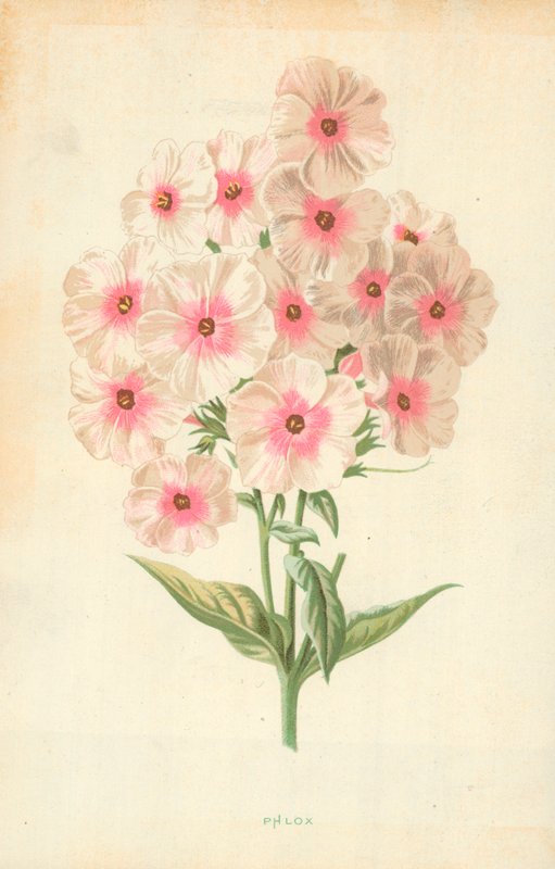 Phlox de Frederick Edward Hulme