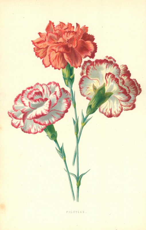 salpicado de Frederick Edward Hulme