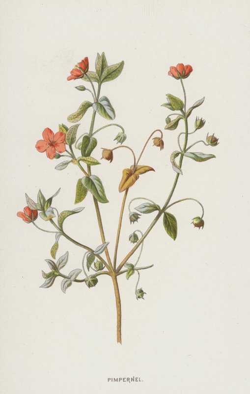 Pimpinela (cromolito) de Frederick Edward Hulme