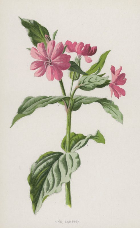 Campion cor-de-rosa (chromolitho) de Frederick Edward Hulme
