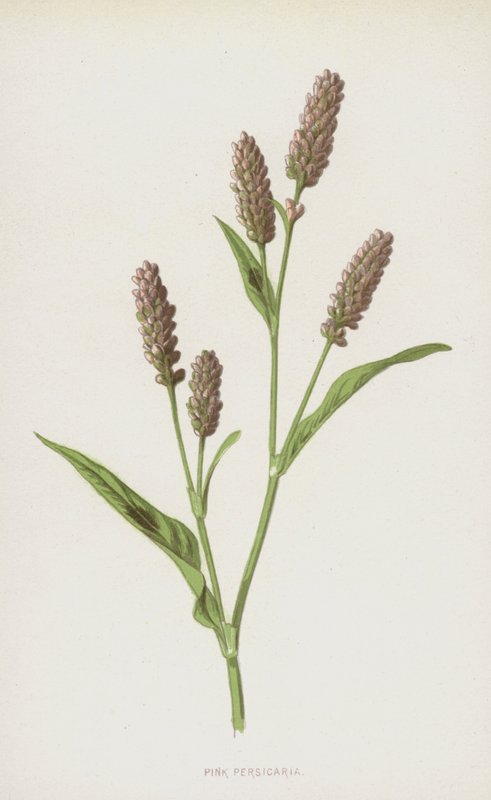 Persicaria rosa (cromolito) de Frederick Edward Hulme