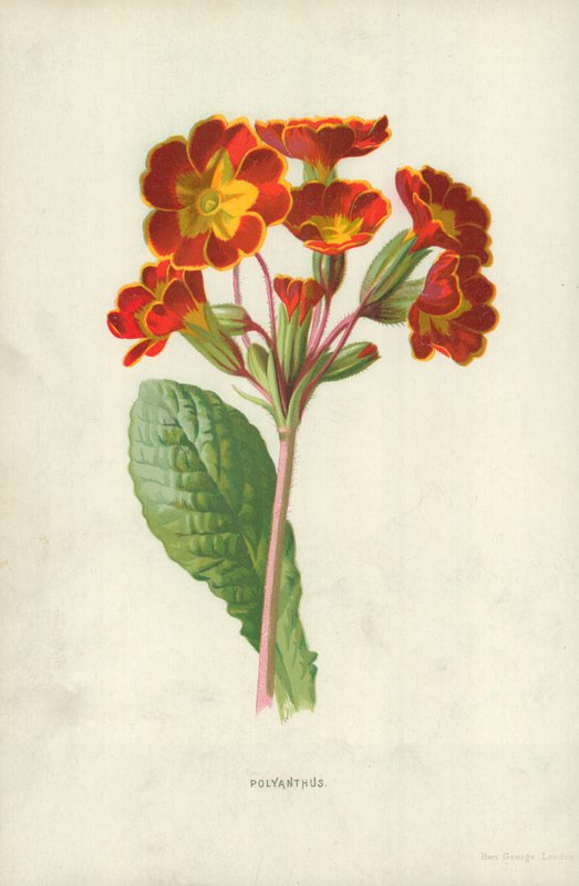 Polyanthus de Frederick Edward Hulme