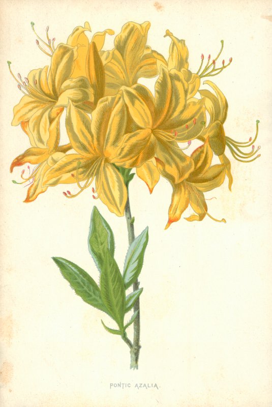 Pontic Azalia de Frederick Edward Hulme