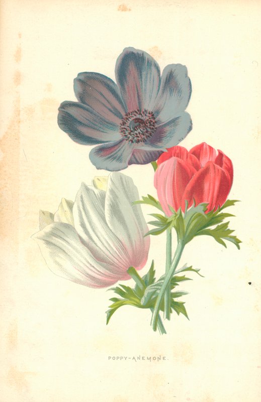 Papoula-anêmona de Frederick Edward Hulme