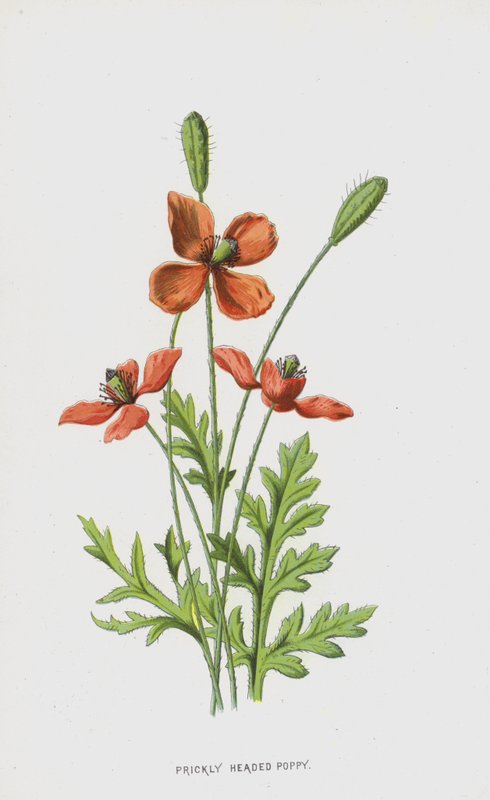 Papoila-de-cabeça-espinhosa (cromolitro) de Frederick Edward Hulme