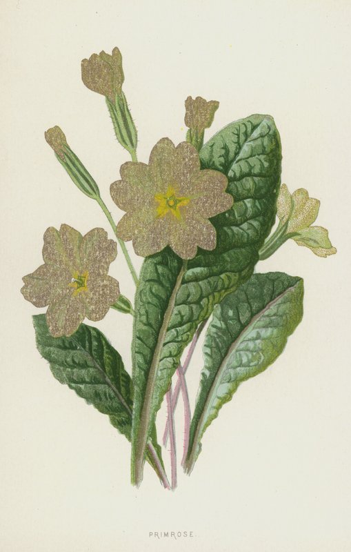 Primrose (cromolito) de Frederick Edward Hulme