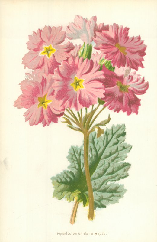 Primula ou primrose de China de Frederick Edward Hulme