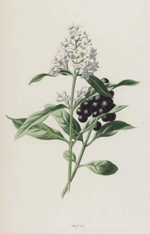 Privet (cromolito) de Frederick Edward Hulme