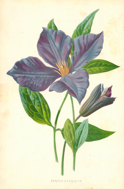 Clematis Roxo de Frederick Edward Hulme