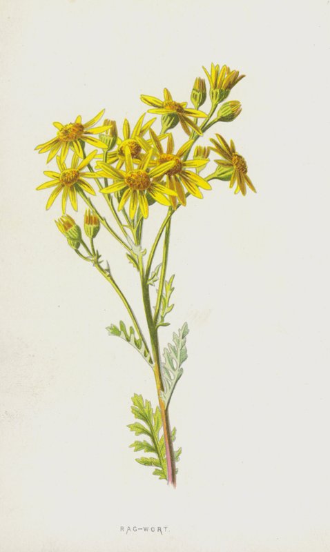 Rag-Wort (cromolitho) de Frederick Edward Hulme