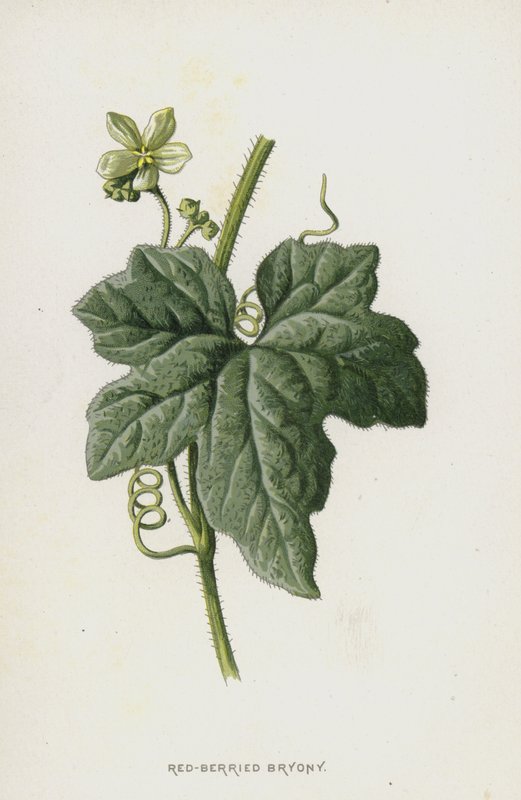 Bryony Vermelho-Berried (chromolitho) de Frederick Edward Hulme