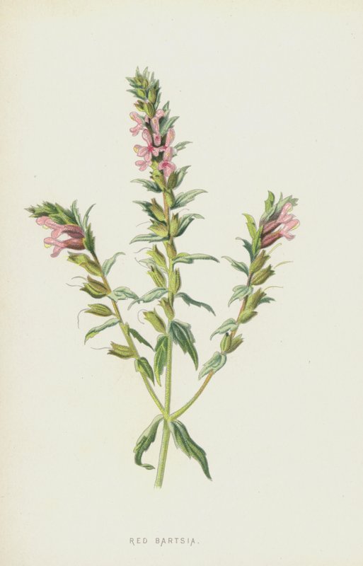 Bartsia vermelho (cromolitho) de Frederick Edward Hulme