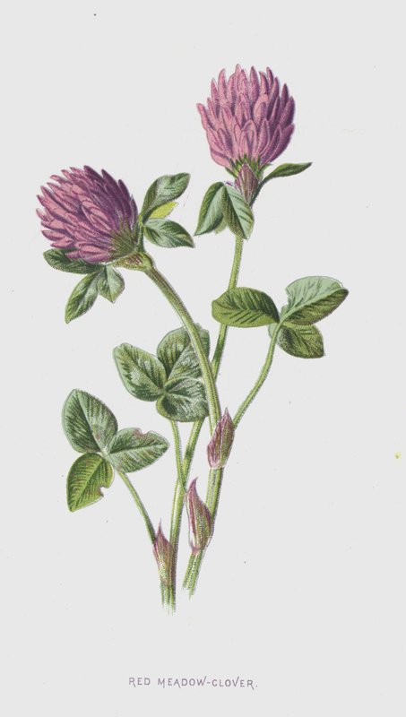 Prado-trevo vermelho (cromolitho) de Frederick Edward Hulme