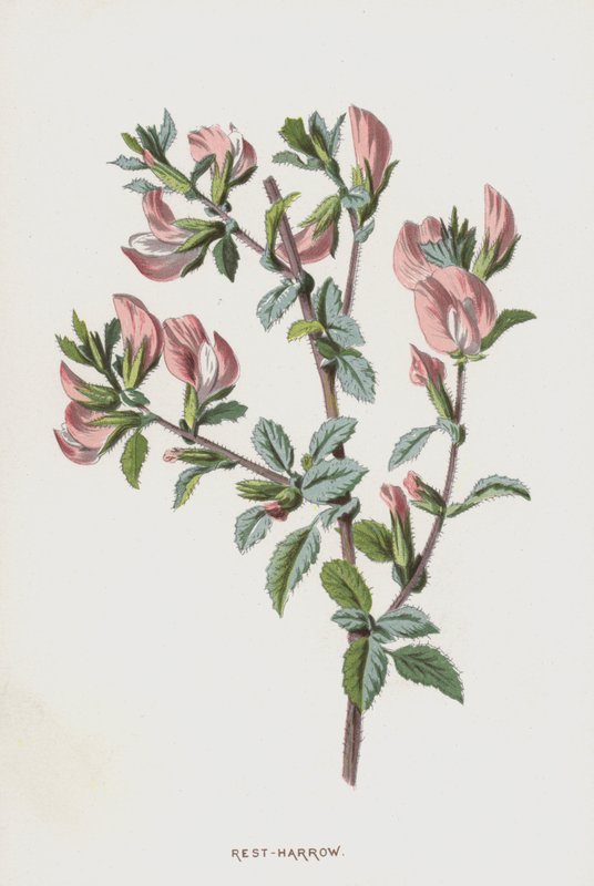 Resto-Grade (cromolito) de Frederick Edward Hulme