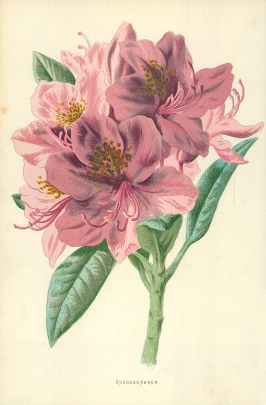 Rododendro de Frederick Edward Hulme
