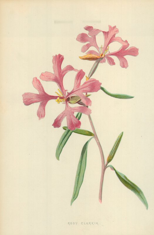 Rosy Clarkia de Frederick Edward Hulme