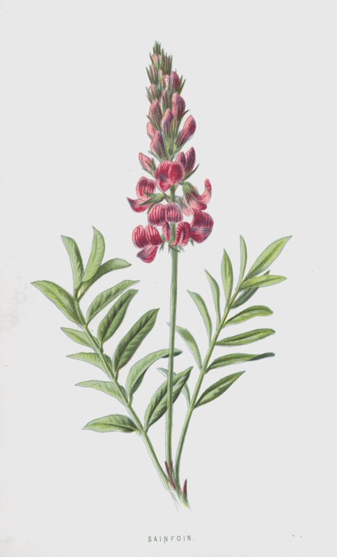 Sainfoin (cromolitho) de Frederick Edward Hulme