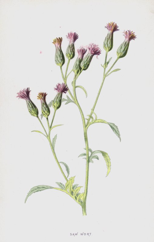 Saw Wort (cromolitho) de Frederick Edward Hulme