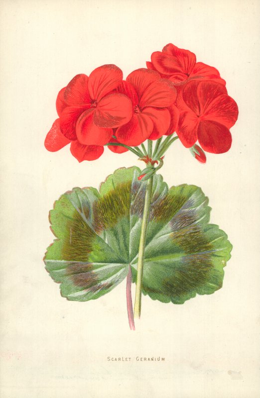 Gerânio Escarlate de Frederick Edward Hulme