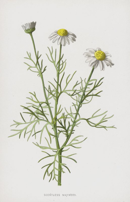 Mayweed Scentless (cromolitho) de Frederick Edward Hulme