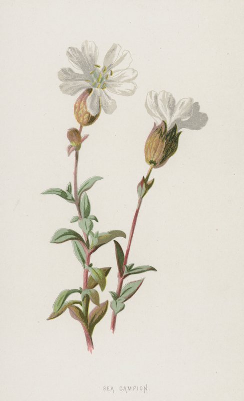 Campion Sea (cromolitho) de Frederick Edward Hulme