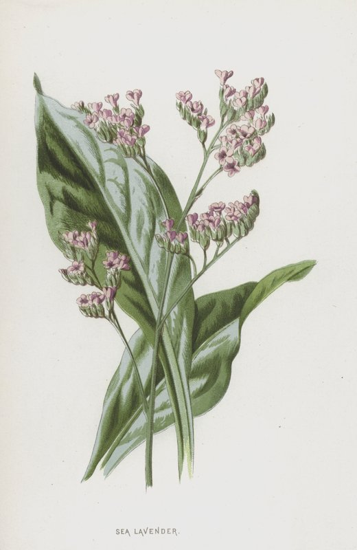 Alfazema do mar (cromolitho) de Frederick Edward Hulme