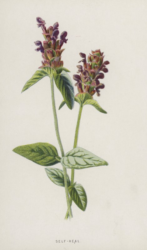 Self-Heal (cromolitho) de Frederick Edward Hulme