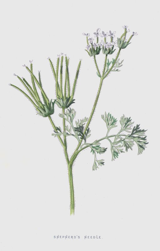 Pastores de agulha (cromolitho) de Frederick Edward Hulme