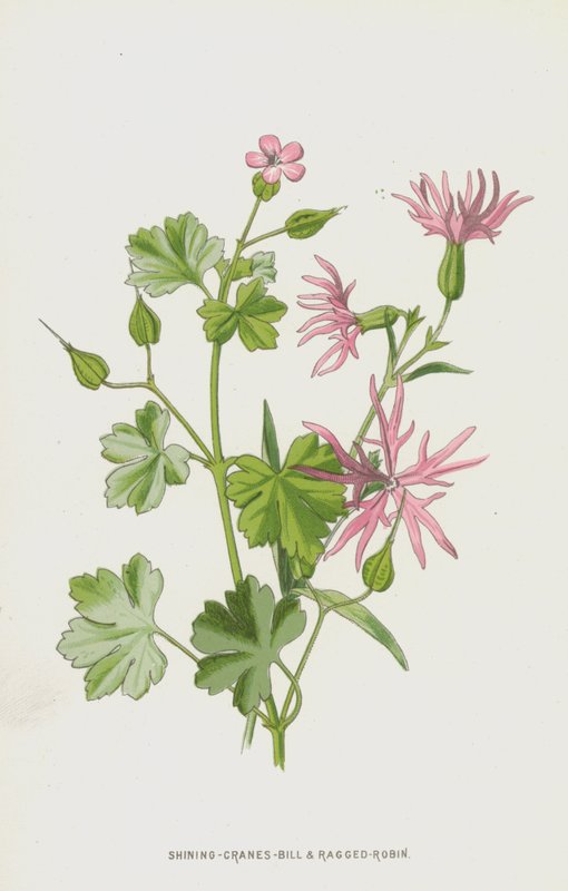 Shining-Cranes-Bill e Ragged-Robin (cromolitho) de Frederick Edward Hulme