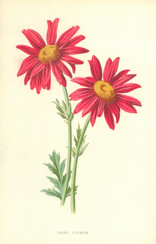 Feverfew vistoso de Frederick Edward Hulme