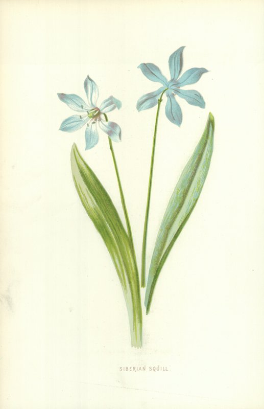 Squill Siberiano de Frederick Edward Hulme